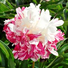 Paeonia lactiflora Candy Stripe, Luktpion, C3