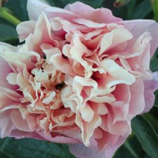 Paeonia itoh hybr. Caroline Constabel