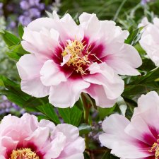 Paeonia itoh hybr. Cora Louise, Itoh Pion, C3