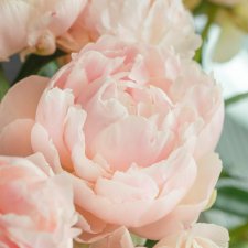 Paeonia hybrid Summer Glow, Pion, C3