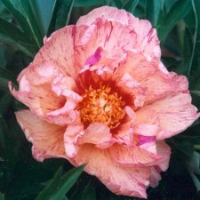 Paeonia itoh hybr. Lollipop, Itoh Pion, C3