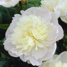 Paeonia lactiflora Liselot