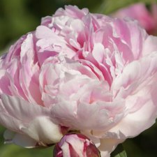 Paeonia lactiflora Madame Jules Dessert