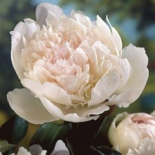 Paeonia lactiflora Noemie Demay (Pecher)