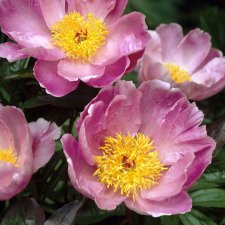 Paeonia lactiflora Sea Shell
