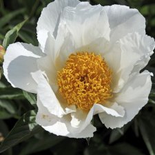 Paeonia lactiflora White Wings