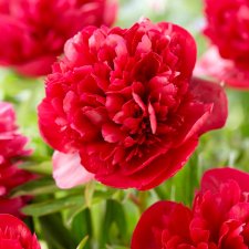 Paeonia x festiva Rubra Plena, Bergpion, Bondpion