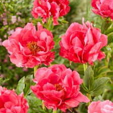 Paeonia hybrid Paula Fay, Pion, C3