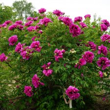 Paeonia rockii-flare Rebel (Gao Yuan Sheng Huo), Buskpion