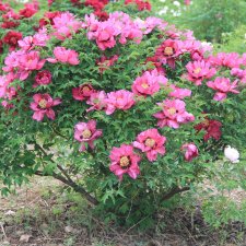 Paeonia rockii-flare Sweet Magic (Jing Hong Fei He), Buskpion