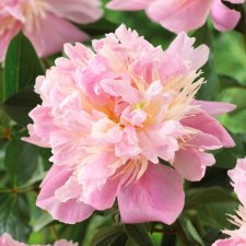 Paeonia lactiflora Sweet Sixteen (Sweet 16), Luktpion, C3