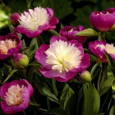 Paeonia lactiflora White Cap, Luktpion, C3
