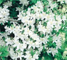 Rhododendron japonica Palestrina, Japansk Azalea