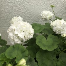 Pelargon, kruka, Karna