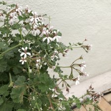 Doftpelargon, kruka, Marias Blomma