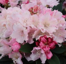 Rhododendron yak. Percy Wiseman, Rododendron, 40-50 C5