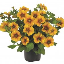 Petunia, Stickling, BeautiCal ™ Caramel Yellow