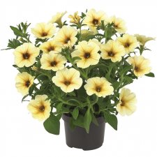 Petunia, Stickling, BeautiCal ™ French Vanilla