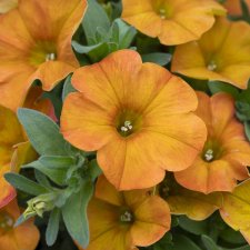 Petunia, Stickling 3-pack