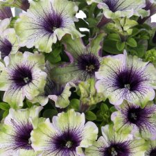 Petunia, Stickling, Amazonas ™ Plum Cockatoo 2-pack