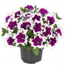 Petunia, Stickling, Picotee Purple