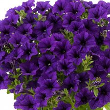 Petunia, Stickling, Vivini ™ Blue 3-pack
