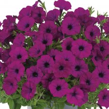 Petunia, Stickling, Vivini ™ Burgundy Impr. 3-pack