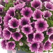 Petunia, Stickling, Vivini ™ Purple Vein 3-pack
