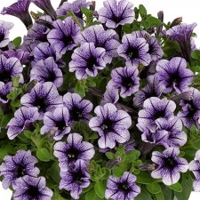 Petunia, Stickling, Vivini ™ Violet Vein 3-pack