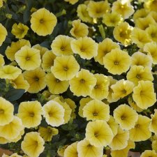 Petunia, Stickling, Bee´s Knees Yellow 2-pack