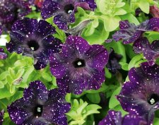 Petunia, Stickling, Bonnie MysterySky