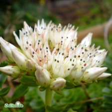 Phedimus spurius Album, Kaukasiskt Fetblad, P9cm