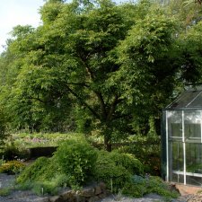 Phellodendron amurense, Sibiriskt Korkträd, 175-200 C3