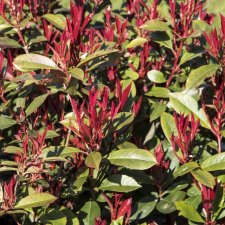 Photinia fraseri Carré Rouge