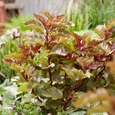Physocarpus opulifolius Magic Ball ®, Djävulsbuske,Smällspirea
