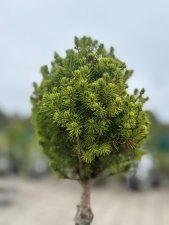 Picea glauca Perfecta ®, Sockertoppsgran Stam