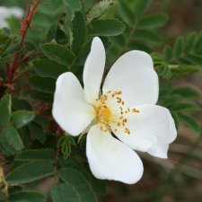 Rosa pimpinelifolia