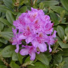 Rhododendron hybr. Pink Purple Dream ®, Rododendron, 30-40 C5