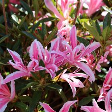 Rhododendron japonica Pink Spider ®, Japansk Azalea, 35 C2