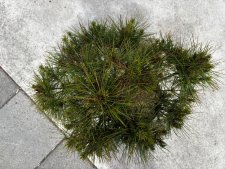 Pinus densiflora Alice Verkade