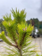 Pinus densiflora Jane Kluis, Japansk Rödtall