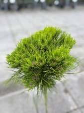 Pinus nigra Marie Brégeon ®, Svarttall Stam