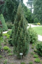 Pinus nigra Richard, Svarttall