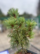 Pinus parviflora Schoon´s Bonsai, Silvertall