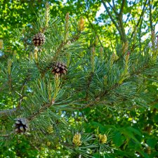 Pinus sylvestris, Tall 10-pack, 20-40 barrot