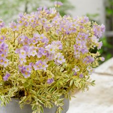Polemonium Golden Feathers