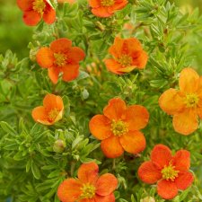 Dasiphora fruticosa Bella Sol ®, Ölandstok