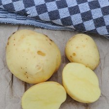 Sättpotatis Primabelle