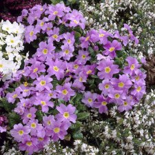 Primula pruhoniciana Groenekan´s Glorie, Violviva