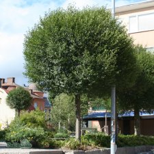 Prunus eminens Umbraculifera, Klotkörsbär